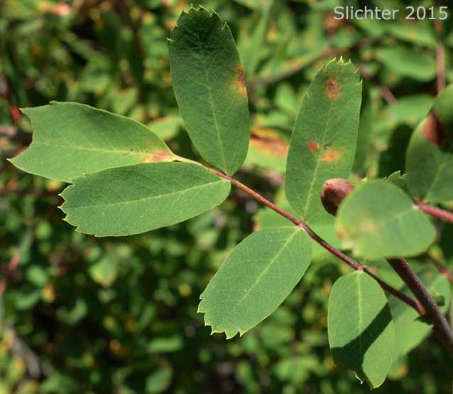 Pinnately compound leaf of Dwarf Mountain Ash, Gray's Mountain Ash, Sitka Mountain Ash, Sitka Mountain-ash: Sorbus sitchensis var. grayi (Synonyms: Pyrus occidentalis, Sorbus occidentalis, Sorbus sitchensis ssp. grayi)