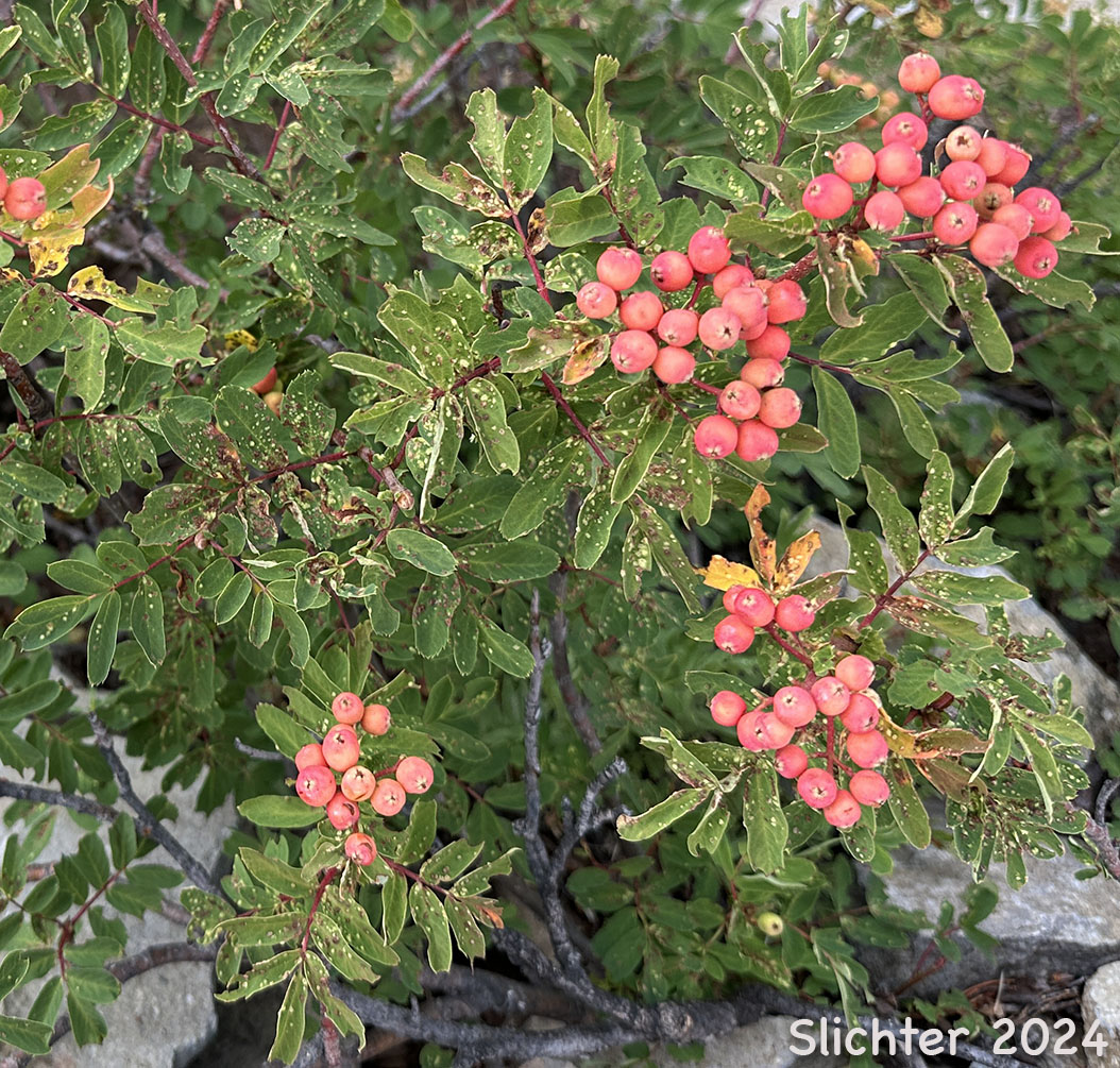 Maturing fruits of Dwarf Mountain Ash, Gray's Mountain Ash, Sitka Mountain Ash, Sitka Mountain-ash: Sorbus sitchensis var. grayi (Synonyms: Pyrus occidentalis, Sorbus occidentalis, Sorbus sitchensis ssp. grayi)