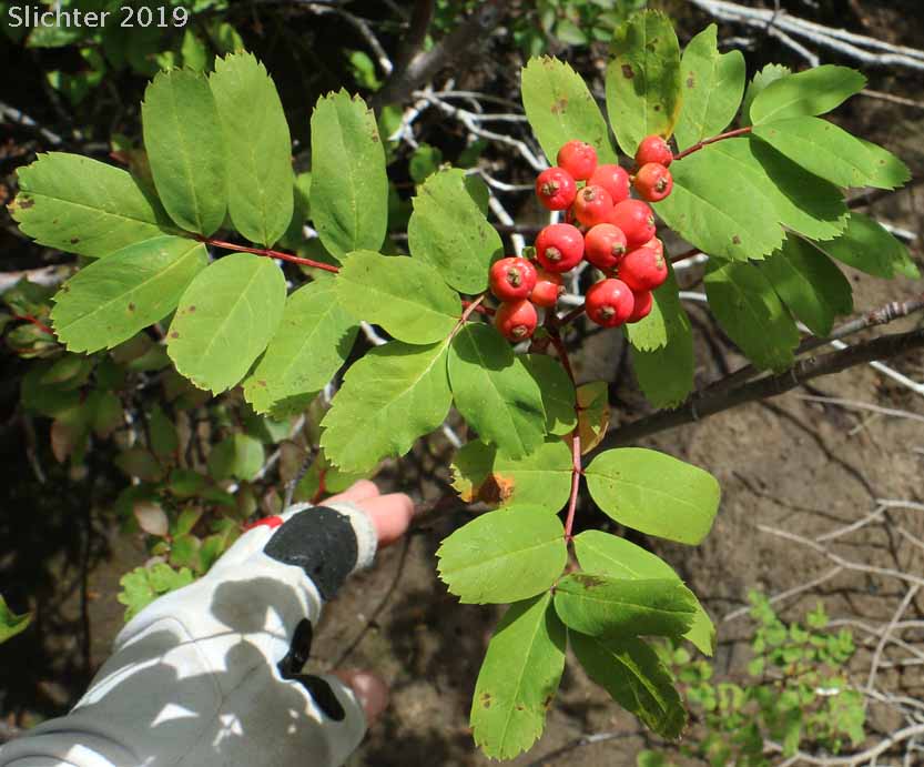 Dwarf Mountain Ash, Gray's Mountain Ash, Sitka Mountain Ash, Sitka Mountain-ash: Sorbus sitchensis var. grayi (Synonyms: Pyrus occidentalis, Sorbus occidentalis, Sorbus sitchensis ssp. grayi)