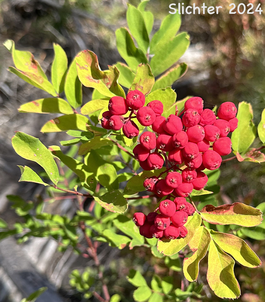 Mature fruits of Dwarf Mountain Ash, Gray's Mountain Ash, Sitka Mountain Ash, Sitka Mountain-ash: Sorbus sitchensis var. grayi (Synonyms: Pyrus occidentalis, Sorbus occidentalis, Sorbus sitchensis ssp. grayi)