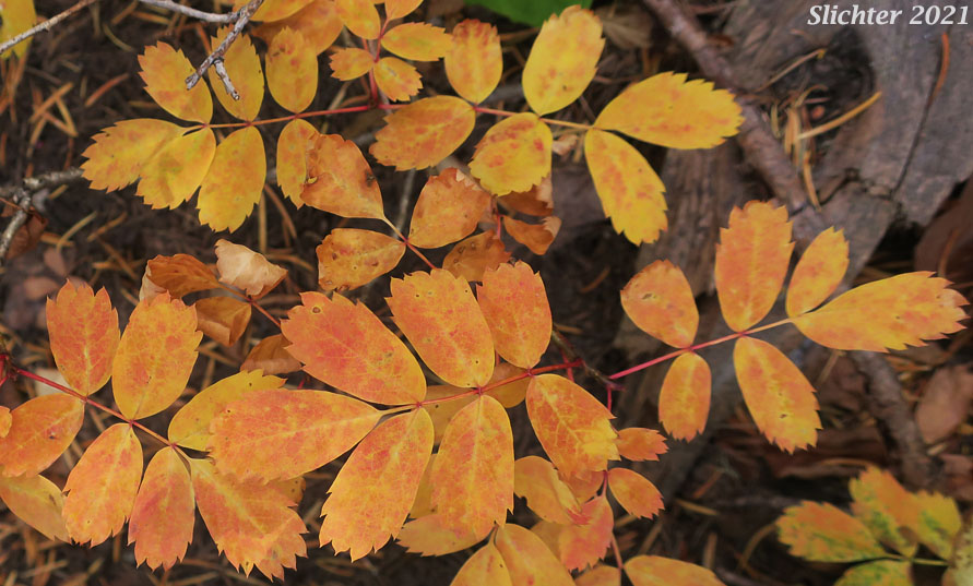 Fall foliage of Dwarf Mountain Ash, Gray's Mountain Ash, Sitka Mountain Ash, Sitka Mountain-ash: Sorbus sitchensis var. grayi (Synonyms: Pyrus occidentalis, Sorbus occidentalis, Sorbus sitchensis ssp. grayi)