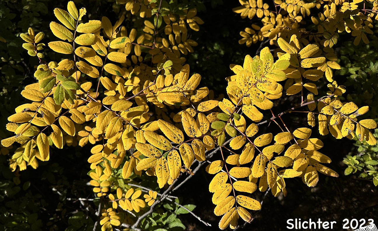Fall foliage of Dwarf Mountain Ash, Gray's Mountain Ash, Sitka Mountain Ash, Sitka Mountain-ash: Sorbus sitchensis var. grayi (Synonyms: Pyrus occidentalis, Sorbus occidentalis, Sorbus sitchensis ssp. grayi)