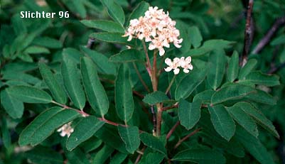 Cascade Mt.-ash: Sorbus scopulina var. cascadensis