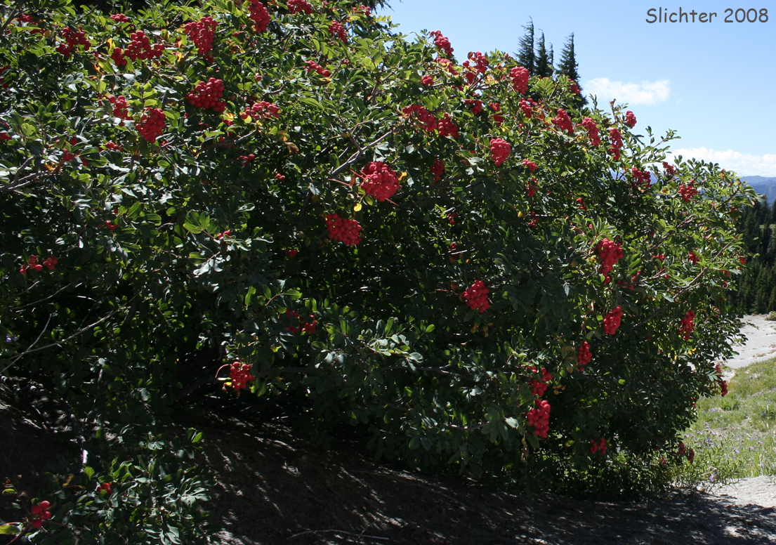 Dwarf Mountain Ash, Gray's Mountain Ash, Sitka Mountain Ash, Sitka Mountain-ash: Sorbus sitchensis var. grayi (Synonyms: Pyrus occidentalis, Sorbus occidentalis, Sorbus sitchensis ssp. grayi)