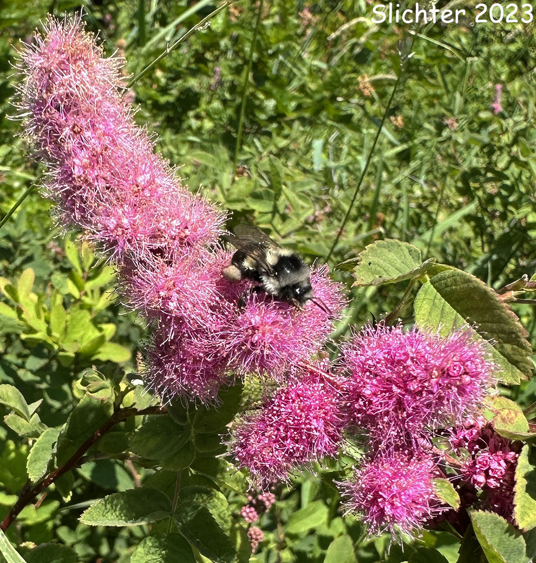 Menzies' Spiraea, Hardhack: Spiraea douglasii var. menziesii
