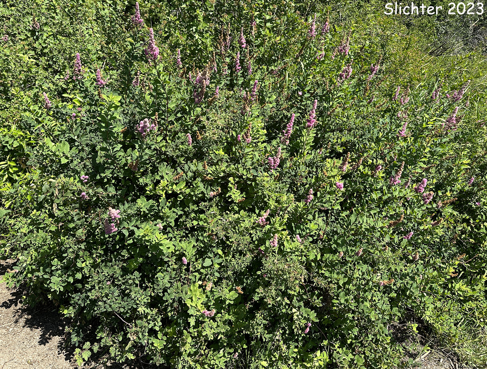 Menzies' Spiraea, Hardhack: Spiraea douglasii var. menziesii