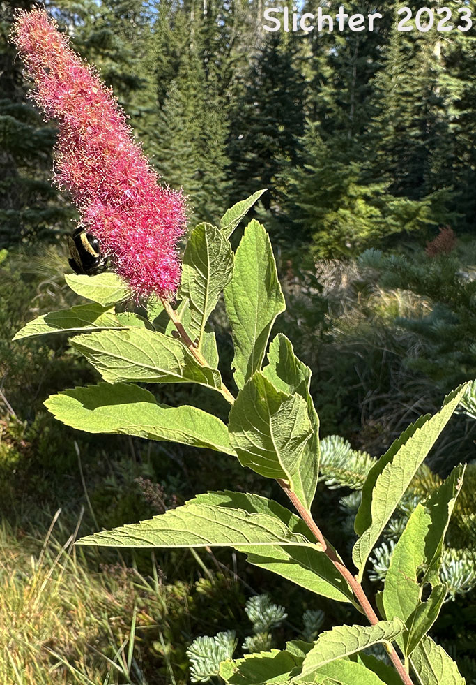 Menzies' Spiraea, Hardhack: Spiraea douglasii var. menziesii