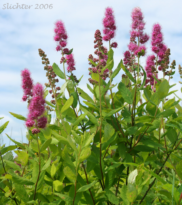 Menzies' Spiraea, Hardhack: Spiraea douglasii var. menziesii
