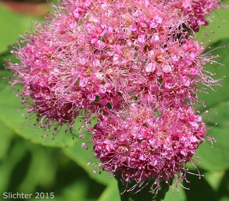 Subalpine Spiraea: Spiraea splendens
