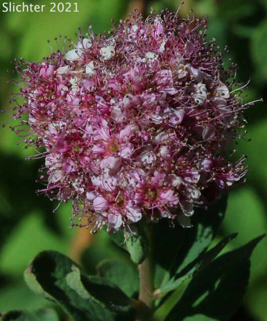 Subalpine Spiraea, Rose Meadowsweet: Spiraea splendens (Synonyms: Spiraea densiflora, Spiraea densiflora var. densiflora, Spiraea densiflora ssp. densiflora, Spiraea densiflora ssp. splendens, Spiraea densiflora var. splendens, Spiraea splendens var. rosea, Spiraea splendens var. splendens)