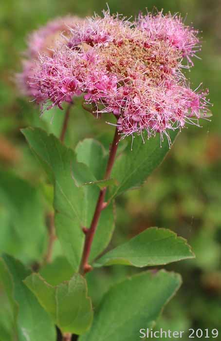 Subalpine Spiraea, Rose Meadowsweet: Spiraea splendens (Synonyms: Spiraea densiflora, Spiraea densiflora var. densiflora, Spiraea densiflora ssp. densiflora, Spiraea densiflora ssp. splendens, Spiraea densiflora var. splendens, Spiraea splendens var. rosea, Spiraea splendens var. splendens)