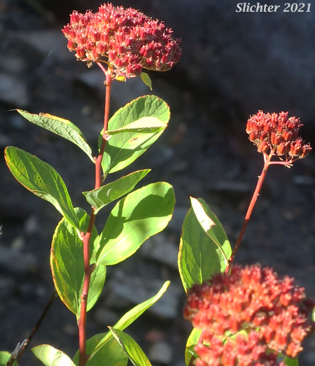 Subalpine Spiraea, Rose Meadowsweet: Spiraea splendens (Synonyms: Spiraea densiflora, Spiraea densiflora var. densiflora, Spiraea densiflora ssp. densiflora, Spiraea densiflora ssp. splendens, Spiraea densiflora var. splendens, Spiraea splendens var. rosea, Spiraea splendens var. splendens)