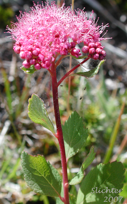 Subalpine Spiraea: Spiraea splendens