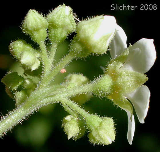 Inflorescence of Sierra Brookfoam, Large Boykinia, Greater Boykinia, Mountain Boykinia: Boykinia major