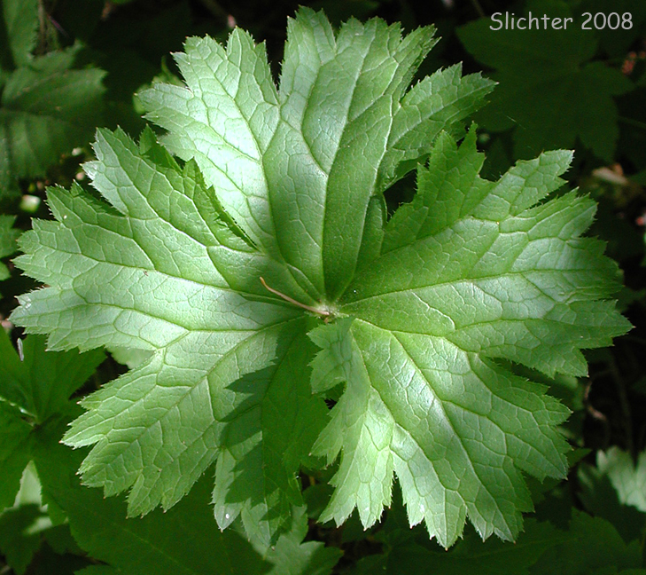 Leaf of Sierra Brookfoam, Large Boykinia, Greater Boykinia, Mountain Boykinia: Boykinia major