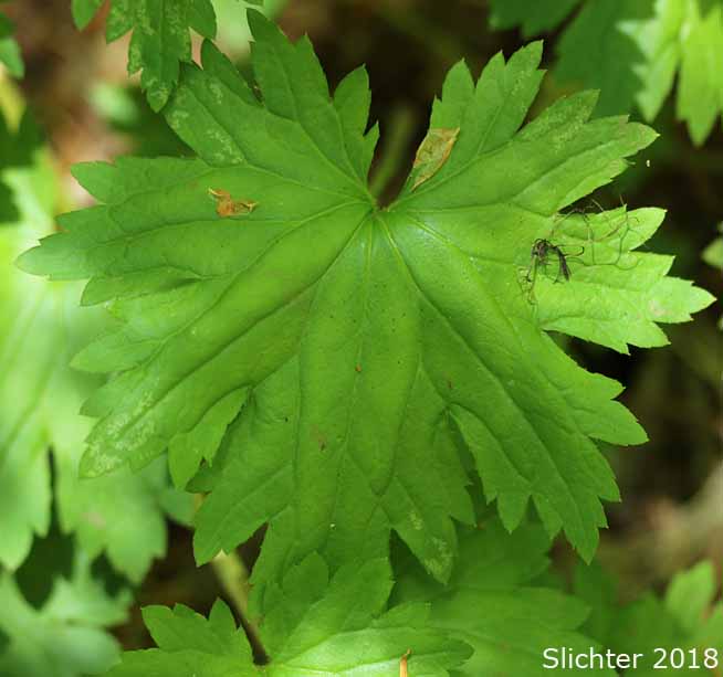 Leaf of Coast Boykinia, Coastal Brookfoam, Slender Boykinia: Boykinia occidentalis (Synonyms: Boykinia cincinnata, Boykinia elata, Boykinia vancouverensis, Therofon cincinnatum)