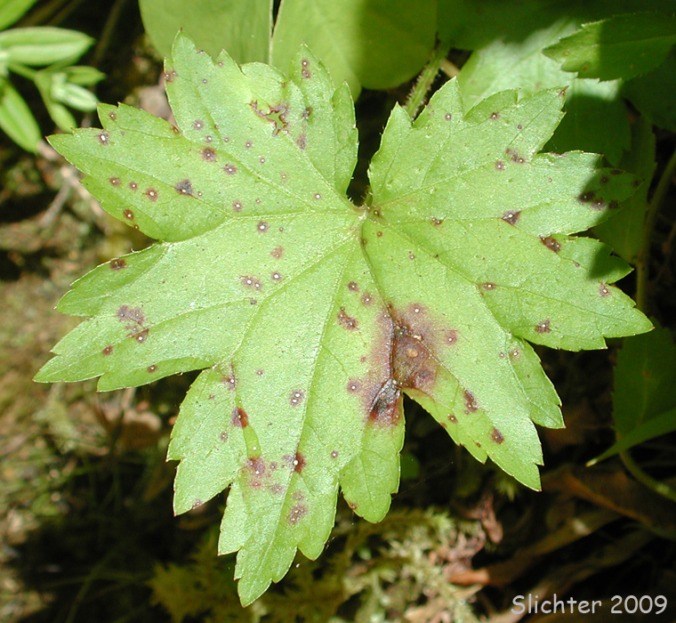 Sierra Brookfoam, Large Boykinia, Greater Boykinia, Mountain Boykinia: Boykinia major