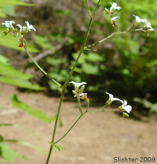 Sierra Brookfoam