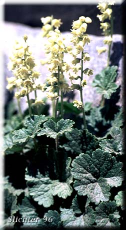 Fuzzy Elmera, Hairy Elmera, Yellow Coralbells: Elmera racemosa var. racemosa (Synonyms: Elmera racemosa var. puberulenta, Elmera racemosa var. racemosa, Heuchera racemosa)