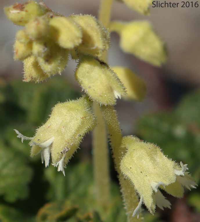 Flowers of fuzzy Elmera, Hairy Elmera, Yellow Coralbells: Elmera racemosa var. racemosa (Synonyms: Elmera racemosa var. puberulenta, Elmera racemosa var. racemosa, Heuchera racemosa)