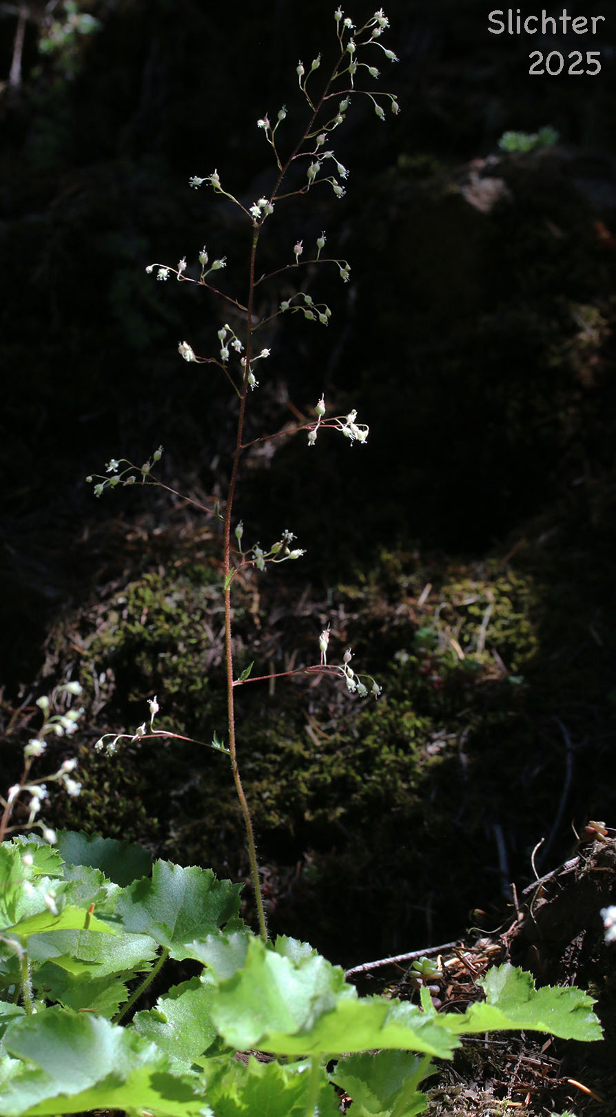 Crevice Alumroot, Small-flowered Alumroot, Smallflower Alumroot: Heuchera micrantha var. micrantha