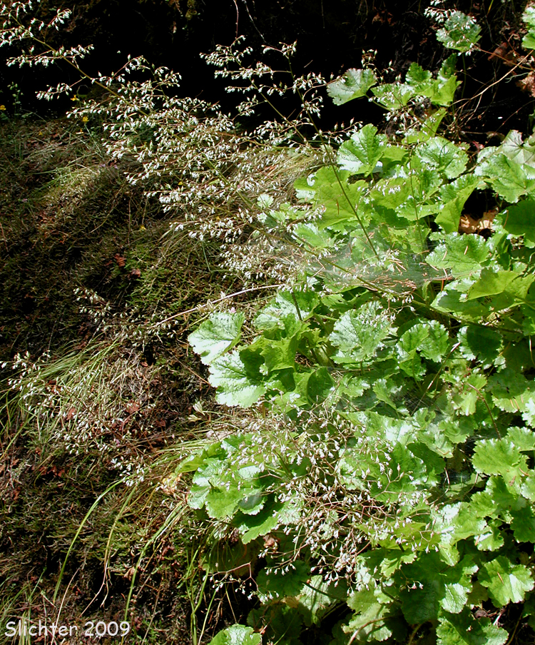 Crevice Alumroot, Small-flowered Alumroot, Smallflower Alumroot: Heuchera micrantha var. micrantha