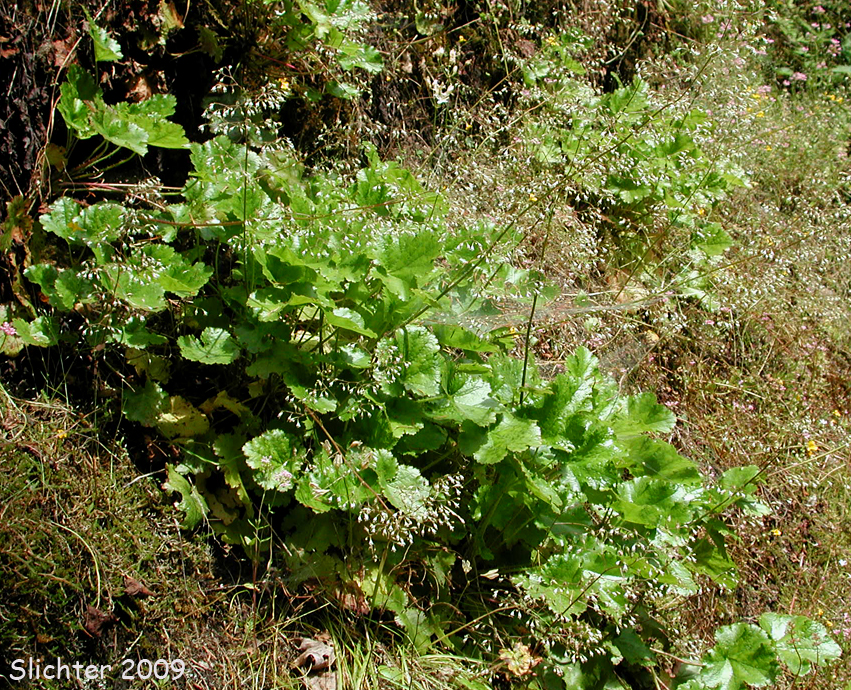 Crevice Alumroot, Small-flowered Alumroot, Smallflower Alumroot: Heuchera micrantha var. micrantha