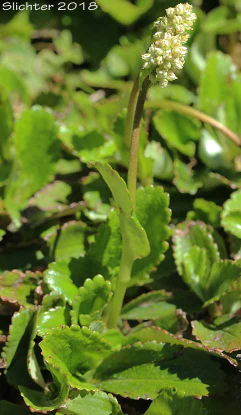 False Saxifrage, Fireleaf Leptarrhena, Leatherleaf Saxifrage, Leather-leaved Saxifrage, Pearleaf: Leptarrhena pyrolifolia (Synonyms: Lepuropetalon amplexifolium, Saxifraga amplexifolia, Saxifraga calycina, Saxifraga calycina ssp. unalaschcensis, Saxifraga davurica, Saxifraga davurica var. unalaschcensis, Saxifraga pyrolifolia, Saxifraga unalaschcensis)