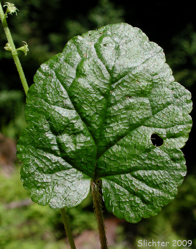 Leaf of Coastal Mitrewort, Coastal Bishop's Cap, Oval-leaved Mitrewort: Pectiantia ovalis (Synonym: Brewerimitella ovalis, Mitella ovalis)