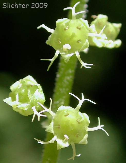 Flowers of Coastal Mitrewort, Coastal Bishop's Cap, Oval-leaved Mitrewort: Pectiantia ovalis (Synonym: Brewerimitella ovalis, Mitella ovalis)