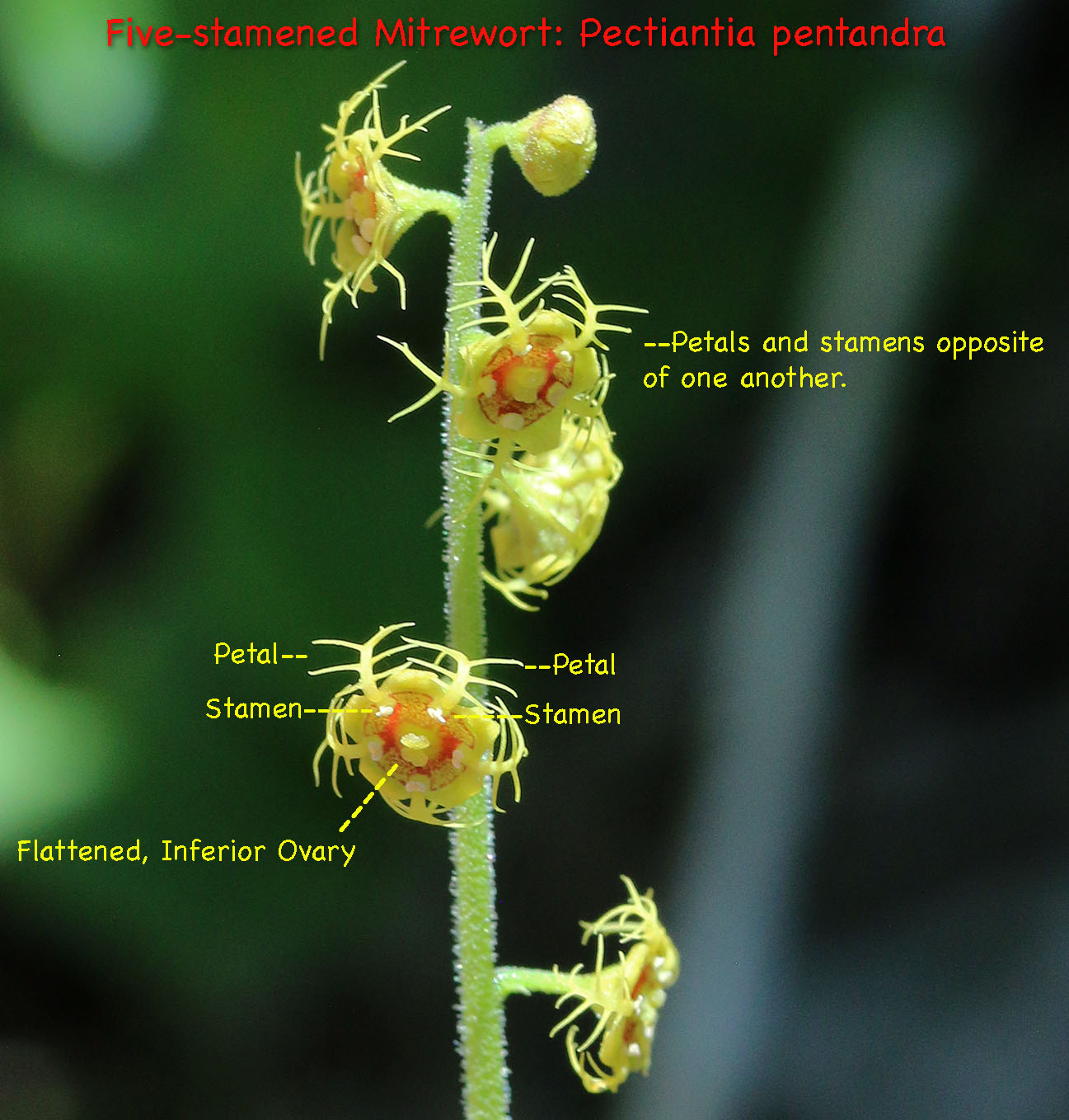 ID characteristics of Alpine Mitrewort, Five-stamen Bishop's-cap, Fivestamen Mitrewort, Five-stamen Mitrewort: Mitella pentandra (Synonym: Pectiantia pentandra)