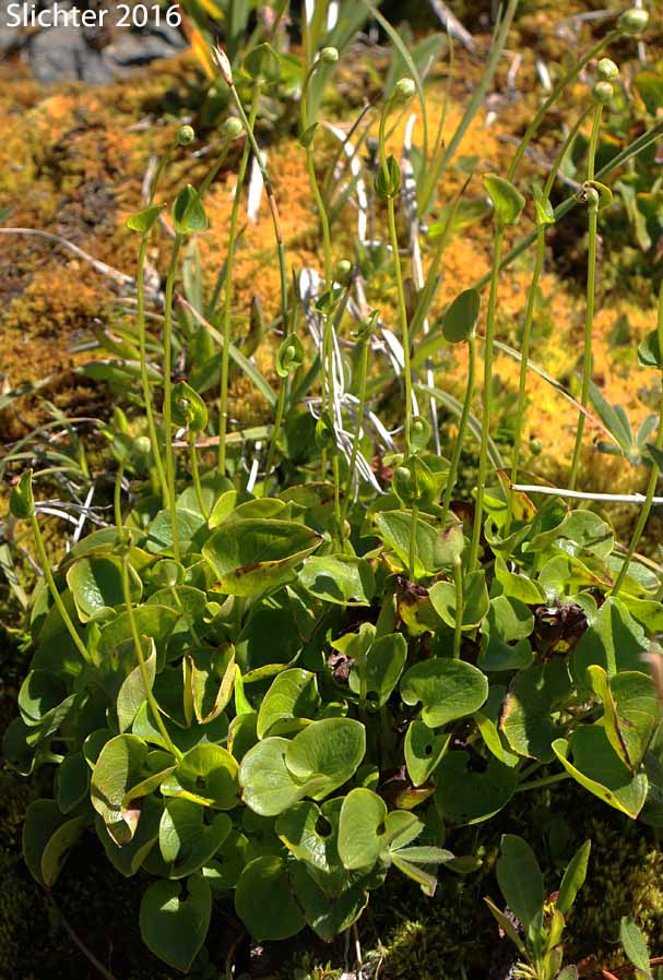 Fringed Grass-of-Parnassus: Parnassia fimbriata (Synonym: Parnassia fimbriata var. fimbriata)