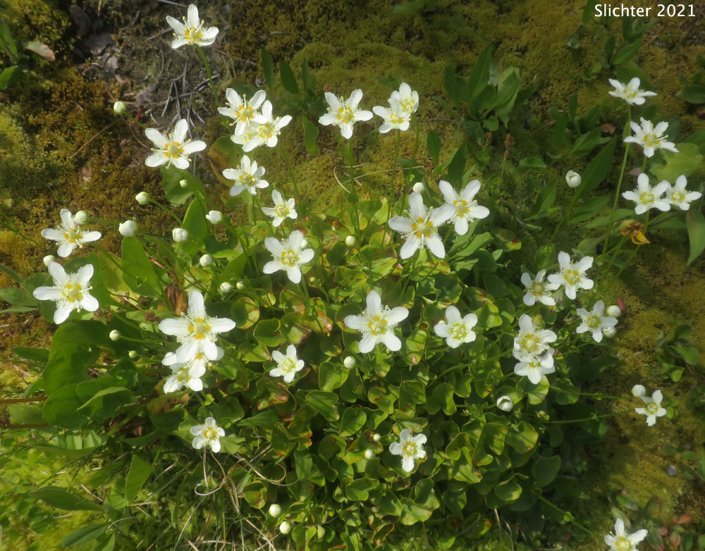 Fringed Grass-of-Parnassus: Parnassia fimbriata (Synonym: Parnassia fimbriata var. fimbriata)