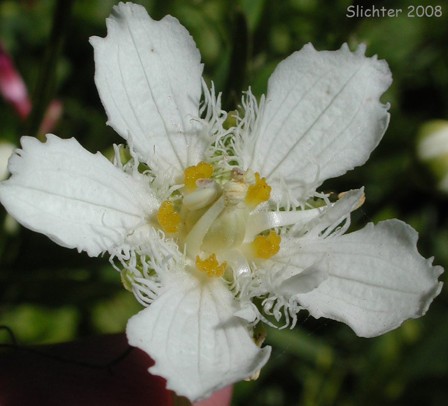 Fringed Grass-of-Parnassus: Parnassia fimbriata var. fimbriata