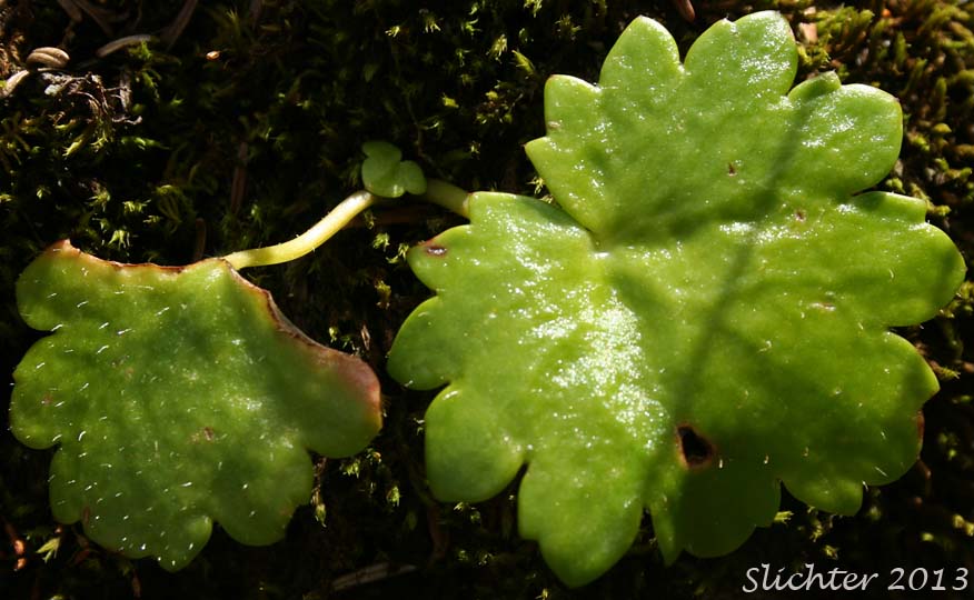 Basal leaves of Merten's Saxifrage, Wood Saxifrage, Woodland Saxifrage: Saxifraga mertensiana (Synonym: Saxifraga mertensiana var. eastwoodiae)