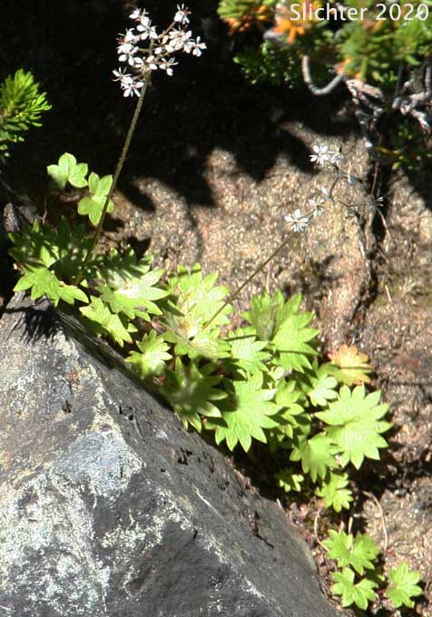 Dotted Saxifrage, Heartleaf Saxifrage, Nelson's Brook Saxifrage: Micranthes nesloniana var. cascadensis (Synonyms: Saxifraga nelsoniana ssp. cascadensis, Saxifraga punctata ssp. cascadensis, Saxifraga punctata var. cascadensis)