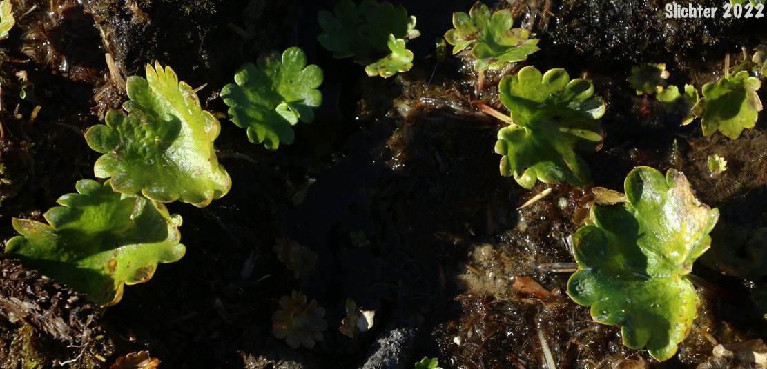 Leaves of Cascades Dotted Saxifrage, Dotted Saxifrage, Heartleaf Saxifrage, Nelson's Brook Saxifrage: Micranthes nelsoniana var. cascadensis (Synonyms: Saxifraga nesloniana ssp. cascadensis, Saxifraga punctata ssp. cascadensis, Saxifraga punctata var. cascadensis)