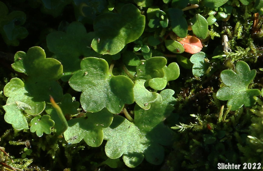 Leaves of Cascades Dotted Saxifrage, Dotted Saxifrage, Heartleaf Saxifrage, Nelson's Brook Saxifrage: Micranthes nelsoniana var. cascadensis (Synonyms: Saxifraga nesloniana ssp. cascadensis, Saxifraga punctata ssp. cascadensis, Saxifraga punctata var. cascadensis)