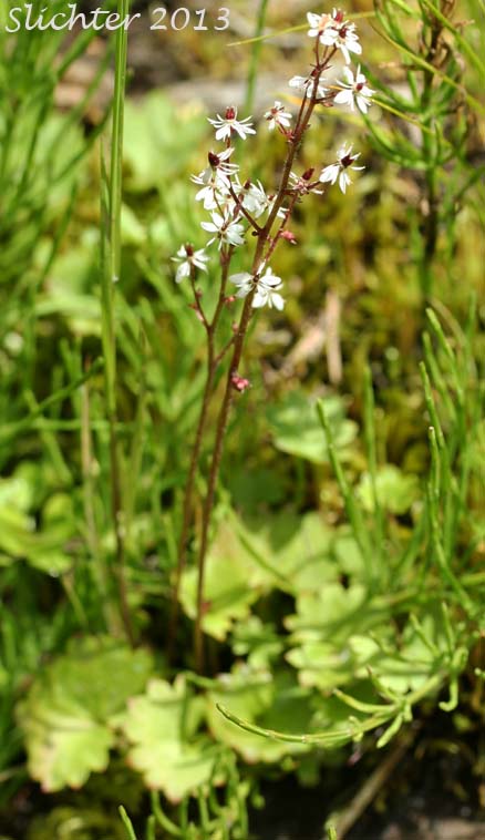 Dotted Saxifrage, Heartleaf Saxifrage, Nelson's Brook Saxifrage: Micranthes nesloniana var. cascadensis (Synonyms: Saxifraga nelsoniana ssp. cascadensis, Saxifraga punctata ssp. cascadensis, Saxifraga punctata var. cascadensis)