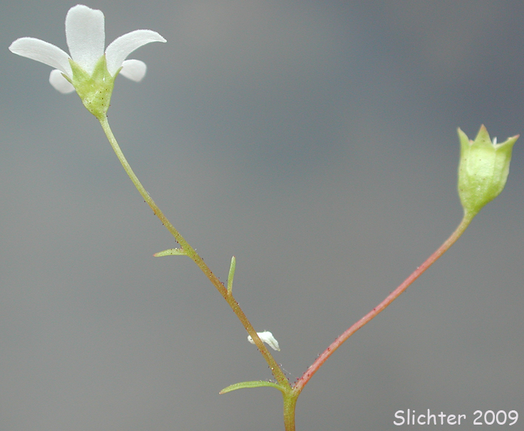 Nuttall's Saxifrage: Cascadia nuttallii (Synonym: Saxifraga nuttallii)