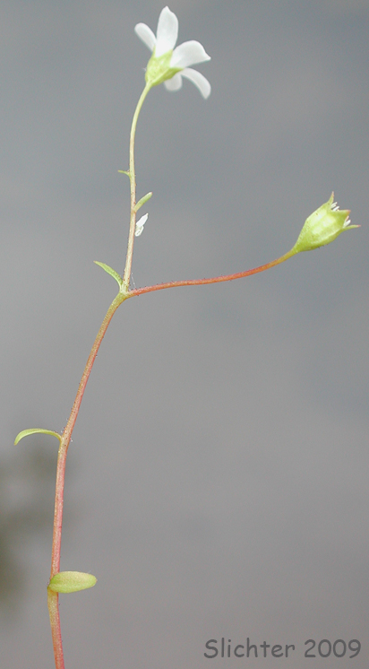 Nuttall's Saxifrage: Cascadia nuttallii (Synonym: Saxifraga nuttallii)