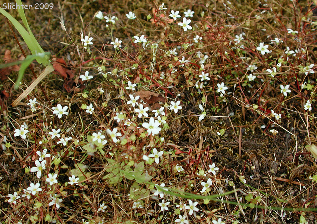 Nuttall's Saxifrage: Cascadia nuttallii (Synonym: Saxifraga nuttallii)