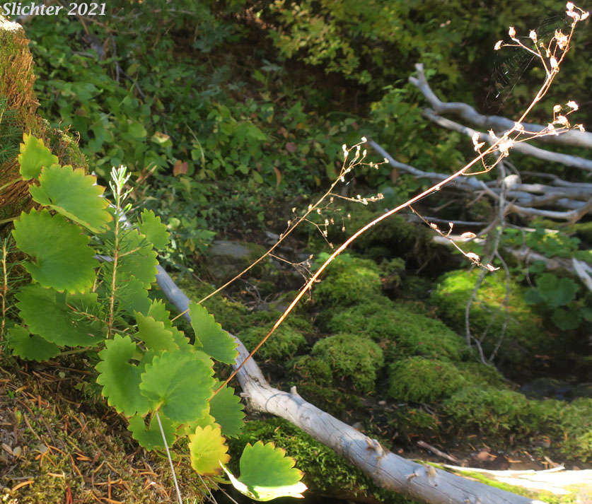 Brook Saxifrage, Stream Saxifrage, Streambank Saxifrage: Micranthes odontoloma (Synonyms: Saxifraga aestivalis, Saxifraga arguta, Saxifraga odontoloma, Saxifraga punctata ssp. arguta, Saxifraga punctata var. arguta)