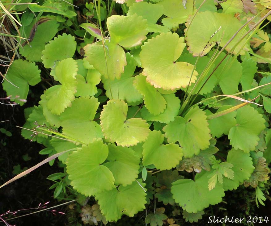Brook Saxifrage, Stream Saxifrage, Streambank Saxifrage: Micranthes odontoloma (Synonyms: Saxifraga aestivalis, Saxifraga arguta, Saxifraga odontoloma, Saxifraga punctata ssp. arguta, Saxifraga punctata var. arguta)
