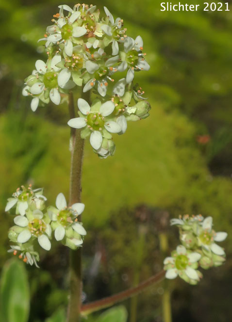 Inflorescence of Bog Saxifrage, Oregon Saxifrage: Micranthes oregana (Synonyms: Micranthes arnoglossa, Micranthes brachypus, Saxifraga hitchcockiana, Saxifraga montanensis, Saxifraga oregana, Saxifraga oregana var. montanensis, Saxifraga oregana var. oregana, Saxifraga oregana var. sierrae)