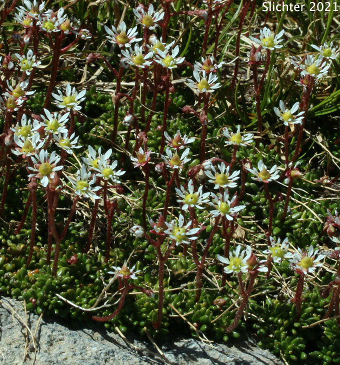 Alpine Saxifrage, Tolmie's Saxifrage, Tolmie's Alpine Saxifrage: Micranthes tolmiei (Synonyms: Micranthes tolmiei, Saxifraga tolmiei var. ledifolia, Saxifraga tolmiei var. tolmiei)