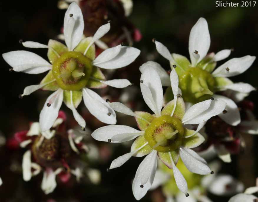 Alpine Saxifrage, Tolmie's Saxifrage, Tolmie's Alpine Saxifrage: Micranthes tolmiei (Synonyms: Micranthes tolmiei, Saxifraga tolmiei var. ledifolia, Saxifraga tolmiei var. tolmiei)