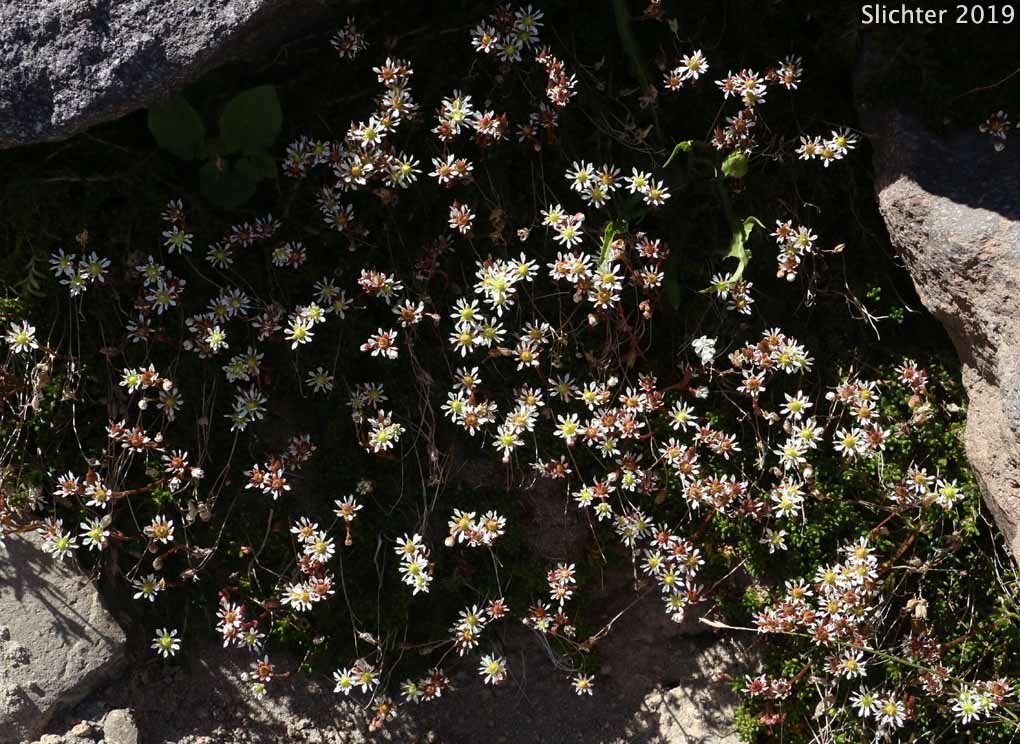 Alpine Saxifrage, Tolmie's Saxifrage, Tolmie's Alpine Saxifrage: Micranthes tolmiei (Synonyms: Micranthes tolmiei, Saxifraga tolmiei var. ledifolia, Saxifraga tolmiei var. tolmiei)