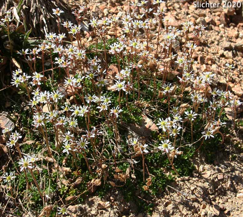 Alpine Saxifrage, Tolmie's Saxifrage, Tolmie's Alpine Saxifrage: Micranthes tolmiei (Synonyms: Micranthes tolmiei, Saxifraga tolmiei var. ledifolia, Saxifraga tolmiei var. tolmiei)