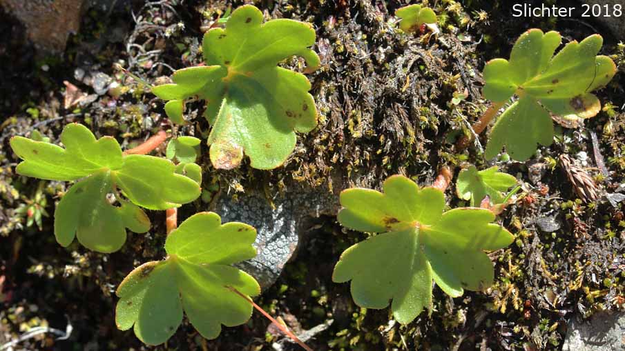 Leaves of Buttercup Suksdorfia, Buttercup-leaf Mock Brookfoam, Buttercup-leaved Suksdorfia: Suksdorfia ranunculifolia (Synonyms: Boykinia ranunculifolia, Hemieva ranunculifolia, Saxifraga ranunculifolia)
